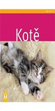 Kotě
