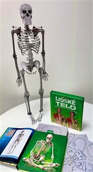 Lidské tělo - 3D model